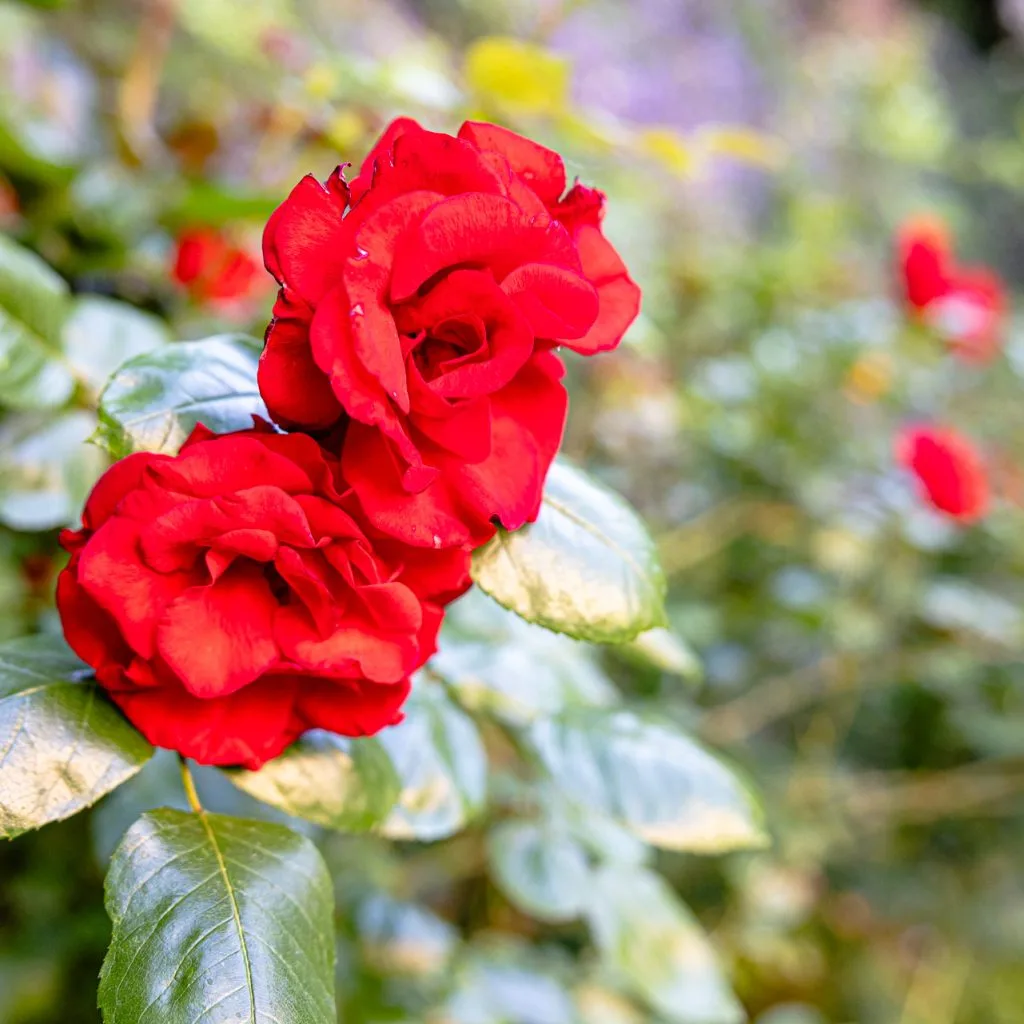 20230615_Ordinationseröffnung Siller-Matula